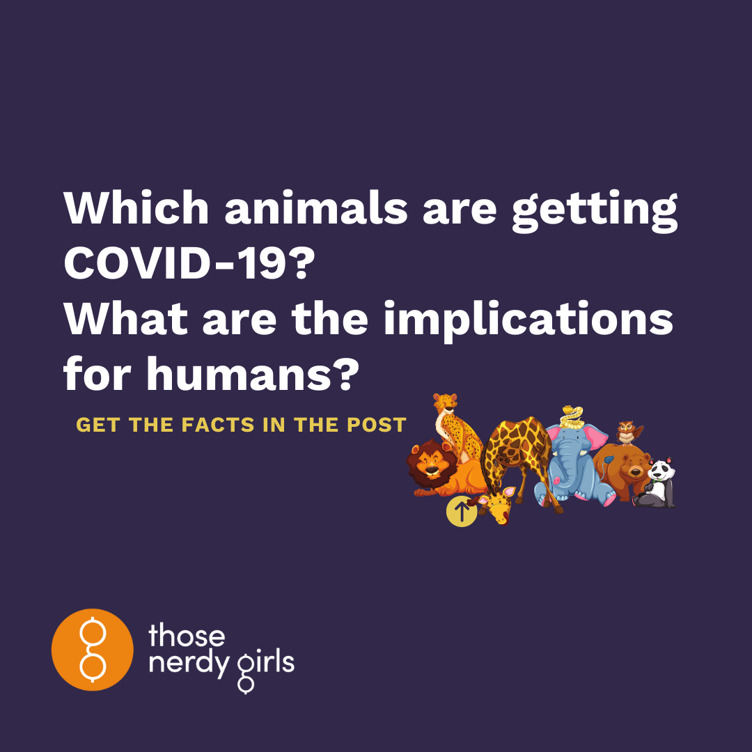 Which Animals Are Getting COVID 19 What Are The Implications For   Animals And COVID 01 27 95 1 